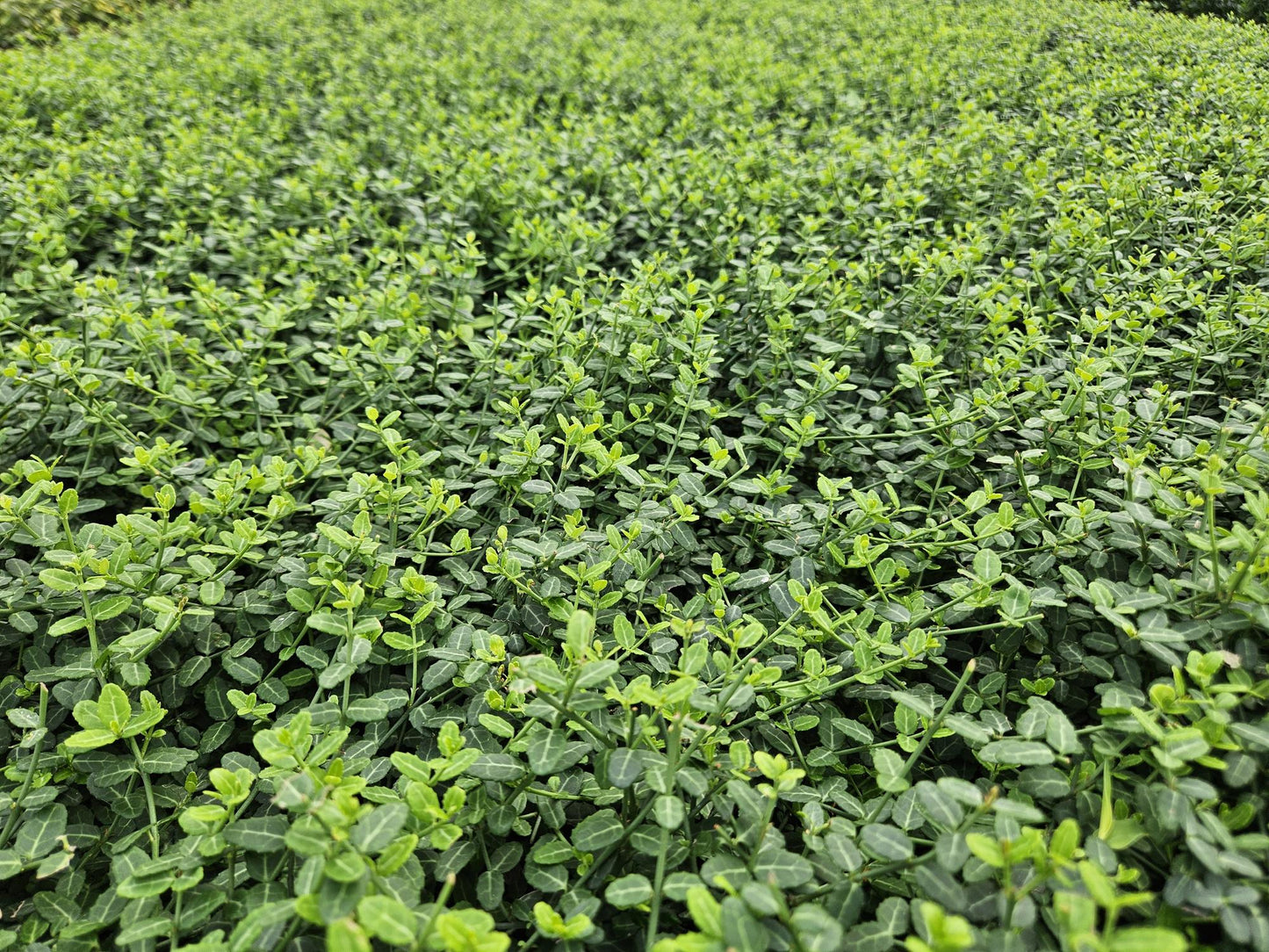 Kleinblättrige Teppichspindel – Euonymus fortunei 'Minimus' – ↑10-25cm – Ø9cm – 60 Pflanzen – Kompakter Bodendecker, winterhart, pflegeleicht, gelb-grünes Laub