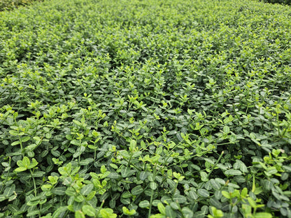 Kleinblättrige Teppichspindel – Euonymus fortunei 'Minimus' – ↑10-25cm – Ø9cm – 60 Pflanzen – Kompakter Bodendecker, winterhart, pflegeleicht, gelb-grünes Laub