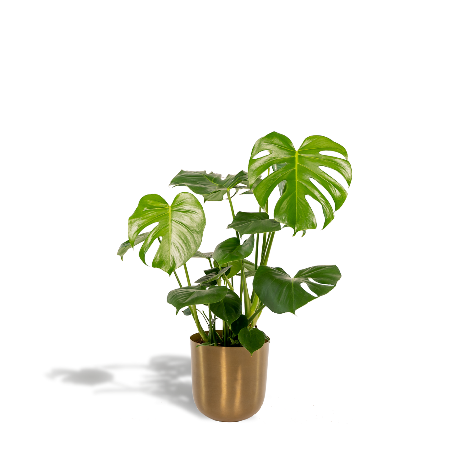 Monstera Deliciosa + Topf Mayk Gold - ↨80cm - Ø21cm 