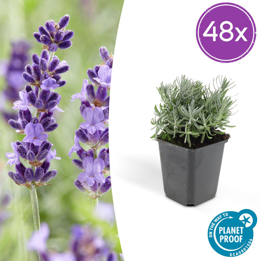 Lavandula angustifolia 'Hidcote' – 48 Pflanzen – duftender Lavendel – bienenfreundlich – winterhart – Ø9cm – ↕10–25cm 