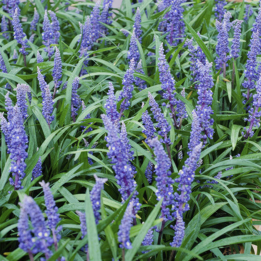 Liriope muscari 'Big Blue' – 48 Pflanzen – Immergrüner Bodendecker – 9cm – ↕10–25cm – Mit violettblauen Blüten – Pflegeleicht & winterhart – Für Halbschatten & Beete 