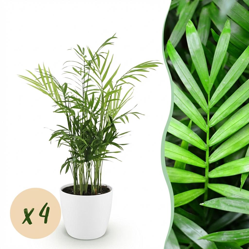 Green boutiQ - Zimmerpflanze - Chamaedorea elegans - Goldpalme - Haustierfreundliche Pflanze - Grün - 4 Pflanzen - mit Potter Weiß - Topf 12cm - Höhe 15cm 