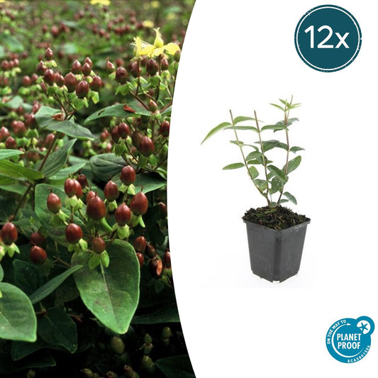 Johanniskraut - Hypericum inodorum 'Rheingold' - ↕10-25cm - Ø9cm - 12 Stück