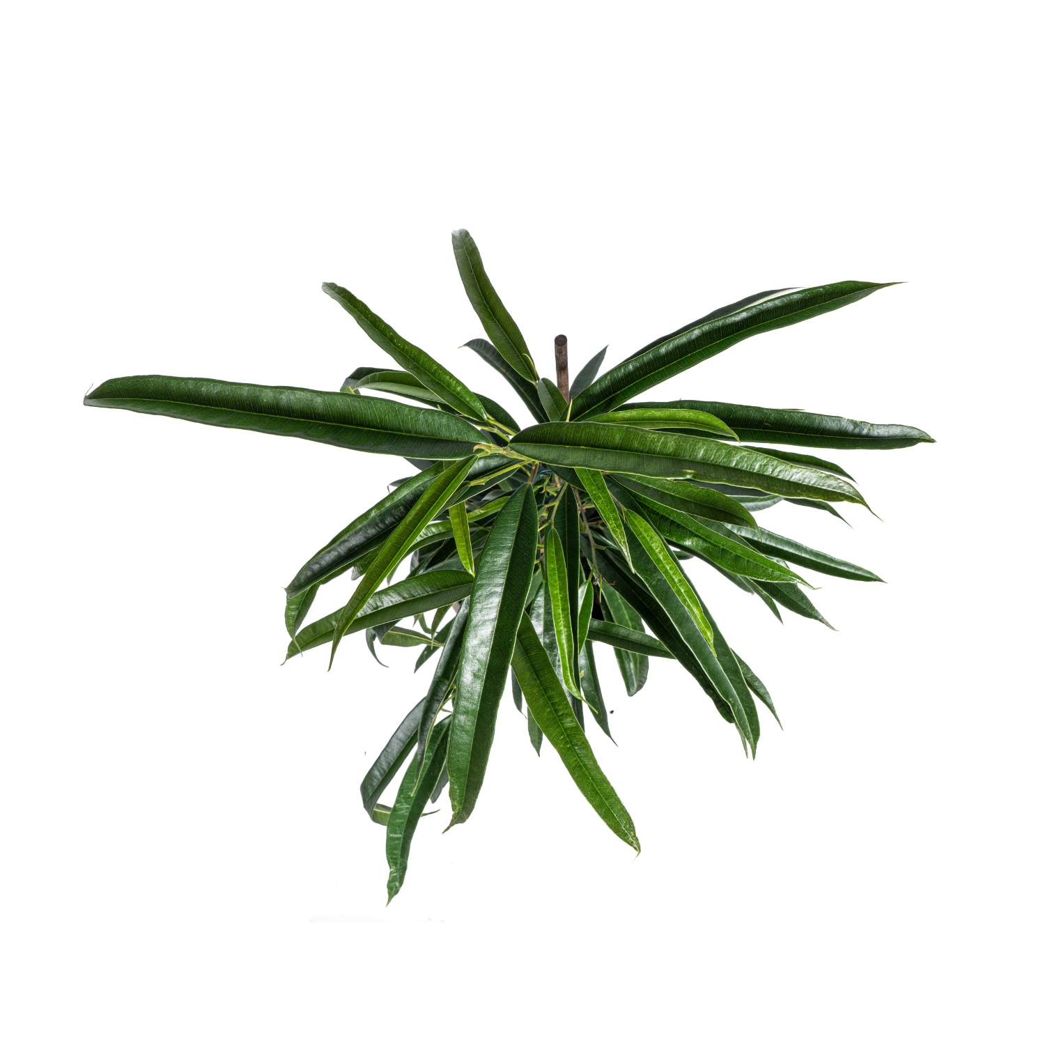 Ficus Binnendijkii Alii Ø17cm - ↕60 - 80cm 