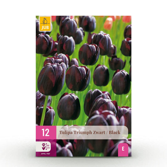 GreenboutiQ - Blumenzwiebeln - Tulpe Triumph Black - Farbe Dunkel Lila - 15 Stück - Zwiebelgröße 11/12 - XXL Pack 