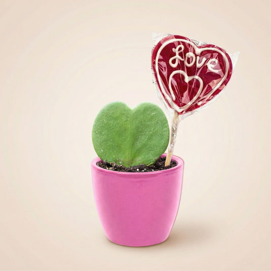 Sweetheart Plant Set - Groene Mini Gift - Pot & Plant Set - Roze 