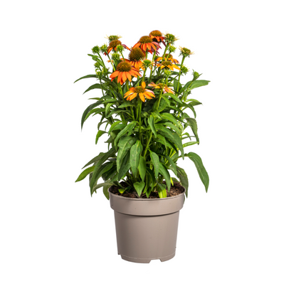 Echinacea purpurea Orange – Sonnenhut mit orangefarbenen Blüten – Ø 19 cm – Höhe 60–70 cm – Staudenpflanze – Für Beet & naturnahe Gärten – Sonniger Standort – Pflegeleicht 