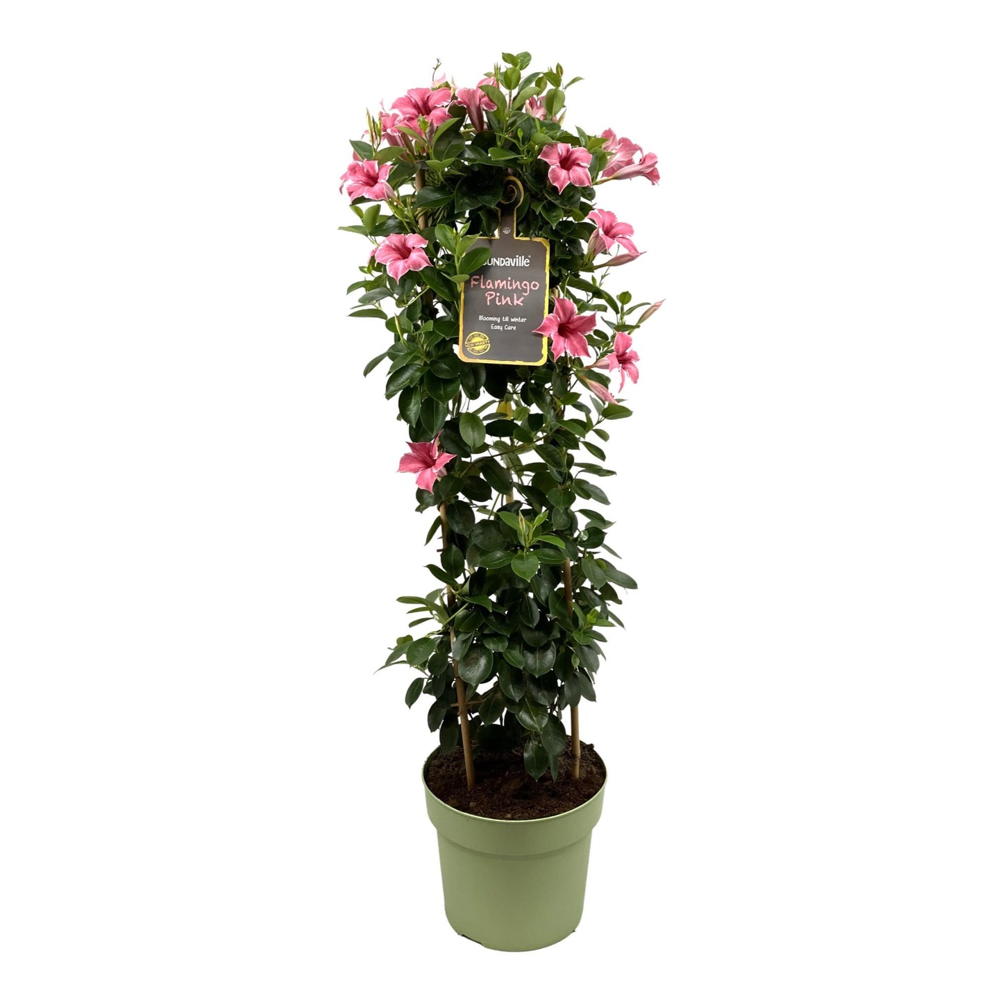 Mandevilla Sundaville Flamingo Pink In Toren Dipladenia - Ø24cm - ↕95cm