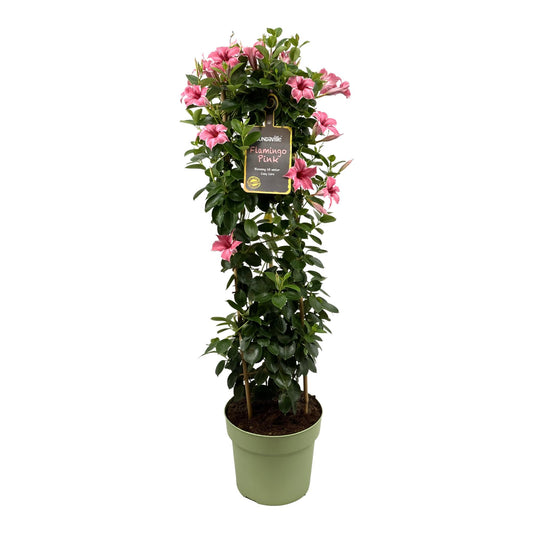 Mandevilla Sundaville Flamingo Pink In Toren Dipladenia - Ø24cm - ↕95cm