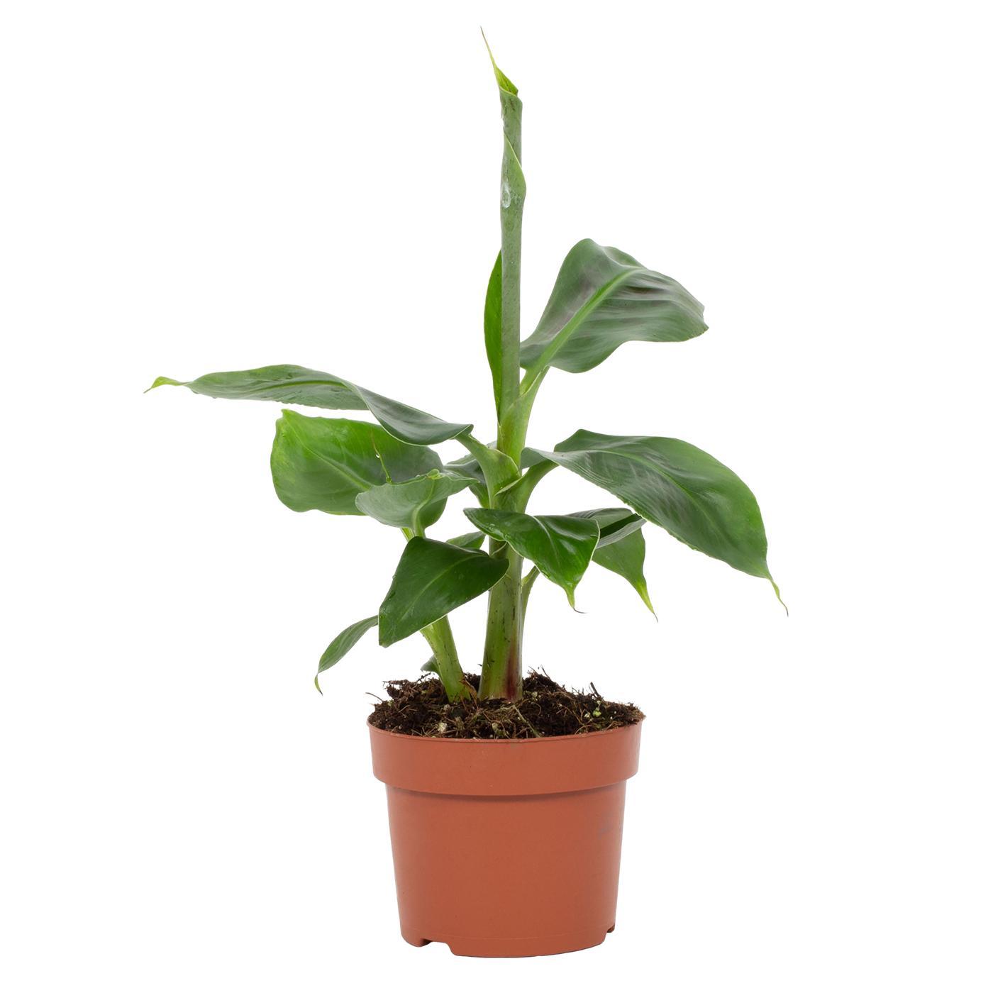Bananenpflanze – Musa Tropicana – Zimmerpflanze – Ø12cm – ↕27cm – Tropisches Flair für Innenräume – Pflegeleicht 