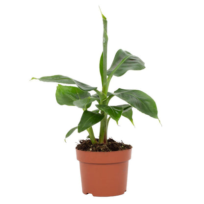 Bananenpflanze – Musa Tropicana – Zimmerpflanze – Ø12cm – ↕27cm – Tropisches Flair für Innenräume – Pflegeleicht 