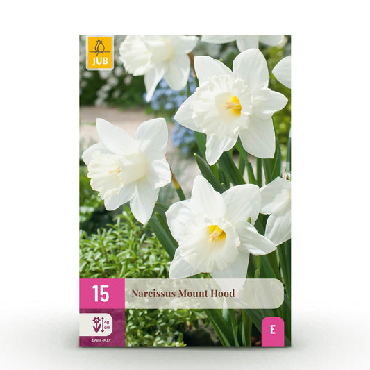 GreenboutiQ - Blumenzwiebeln - Narcis Mount Hood - Farbe Weiß - 15 Stück - Zwiebelgröße 10/12 - XXL Pack 