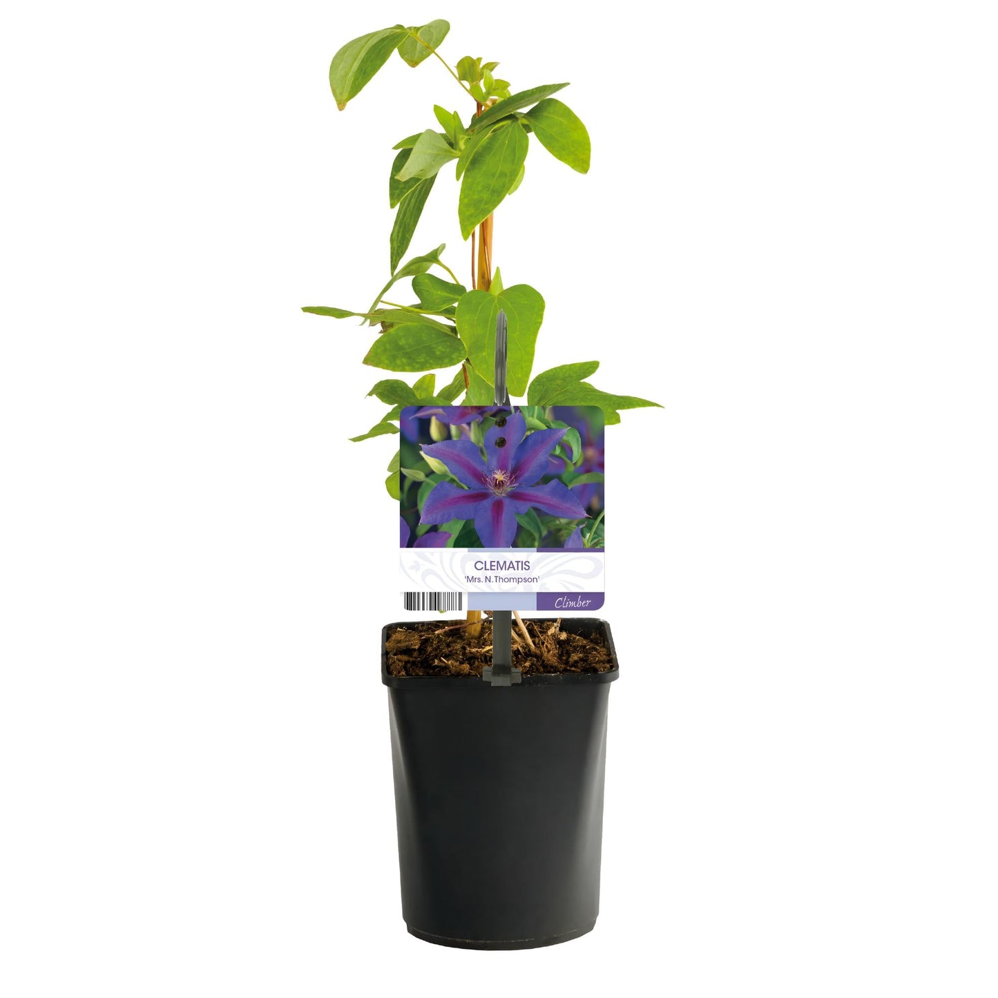 Kletterpflanze Clematis Mrs. N. Thompson – Lila Blüten – Wenig Pflege – 2 Pflanzen – 11 cm Höhe 40 cm – Für Garten, Balkon & Pergolen 