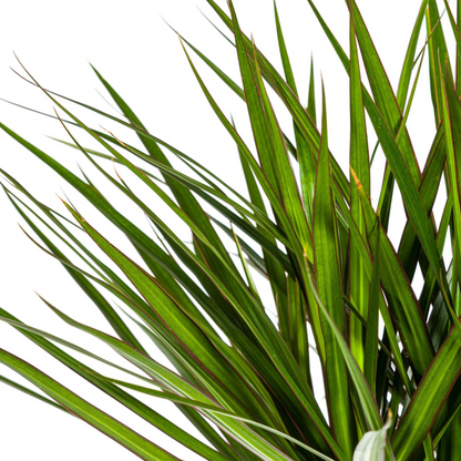 Drachenbaum - Dracaena Marginata Green - Zimmerpflanze - Ø24cm - ↕130 - 150cm