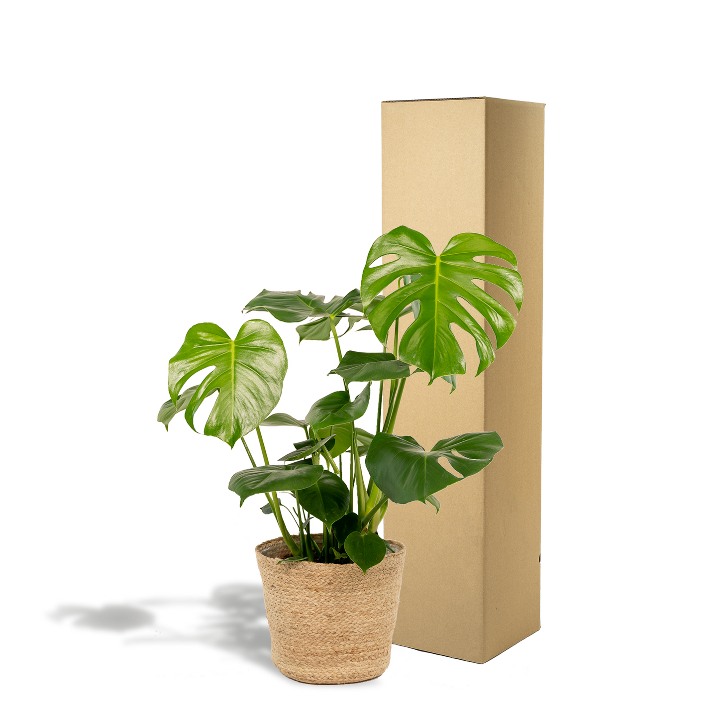 Monstera Deliciosa + Körbchen Selin - ↨80cm - Ø21cm 