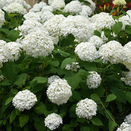 Green boutiQ - Gartenpflanze - Hydrangea arborescens Annabelle - Hortensie - Winterhart - Weiß - 1 Pflanze - Topf 12cm - Höhe 20-30cm 