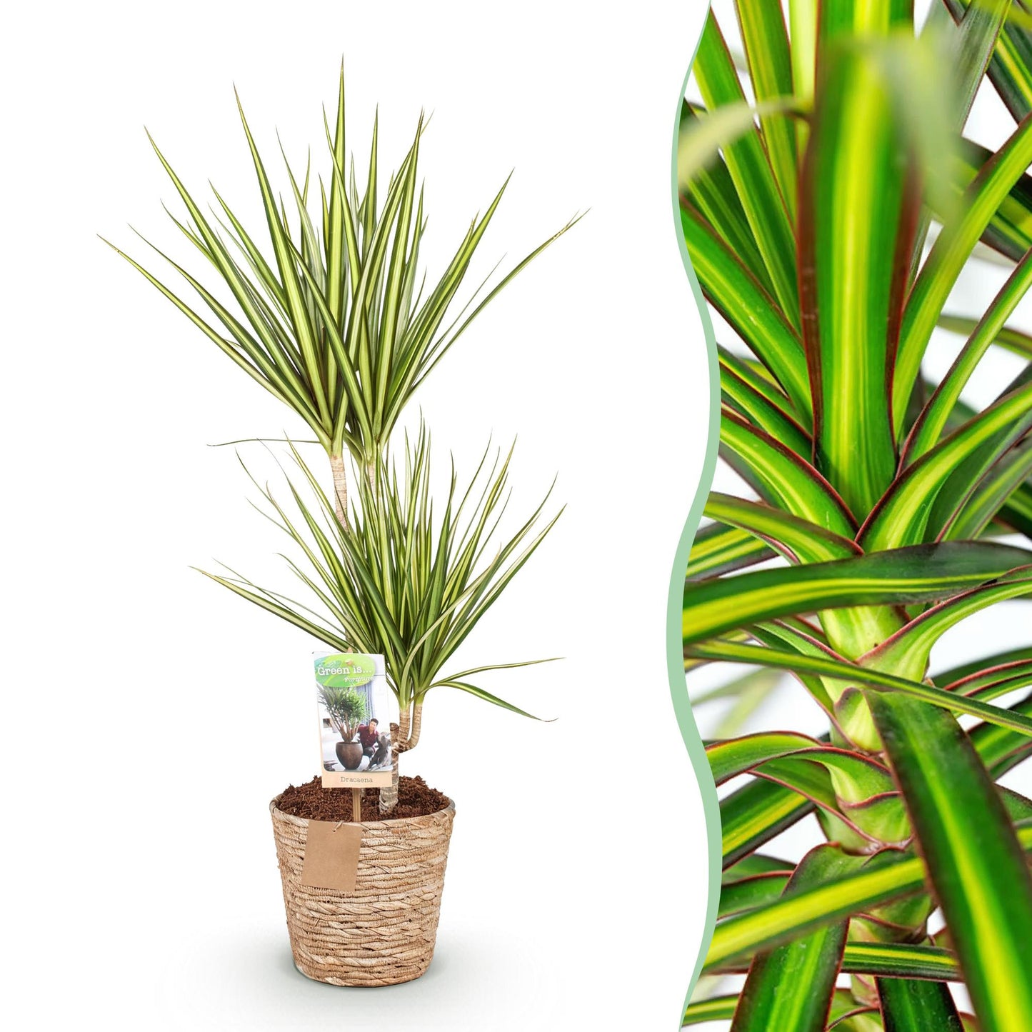 Green boutiQ - Zimmerpflanzen - Dracaena Sunray - Drachenbaum - Wenig Pflege - mit Korb - Grün - Gelb - 1 Pflanze - Topf 17cm - Höhe 70-75cm 