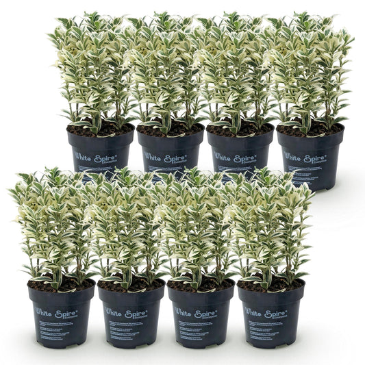 Spindelstrauch 'White Spire' – Euonymus japonicus 'White Spire' – 8 Heckenpflanzen – Topf Ø9cm – Höhe 20-30cm – Winterhart & immergrün