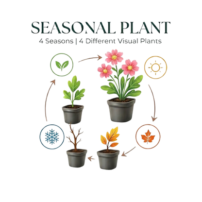 Helleborus niger Christrose – 60 Pflanzen – Ø9cm – Höhe 10-25cm – Winterharte Staude – Weiße Winterblüte – Für Schattenbeet & Unterpflanzung