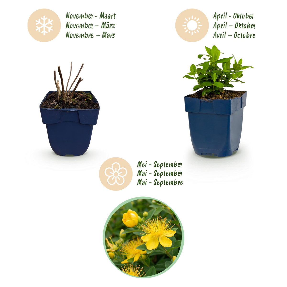 Johanniskraut – Hypericum calycinum – 6 Pflanzen – Topf Ø11cm – Bienenfreundliche Staude für Garten & Balkon