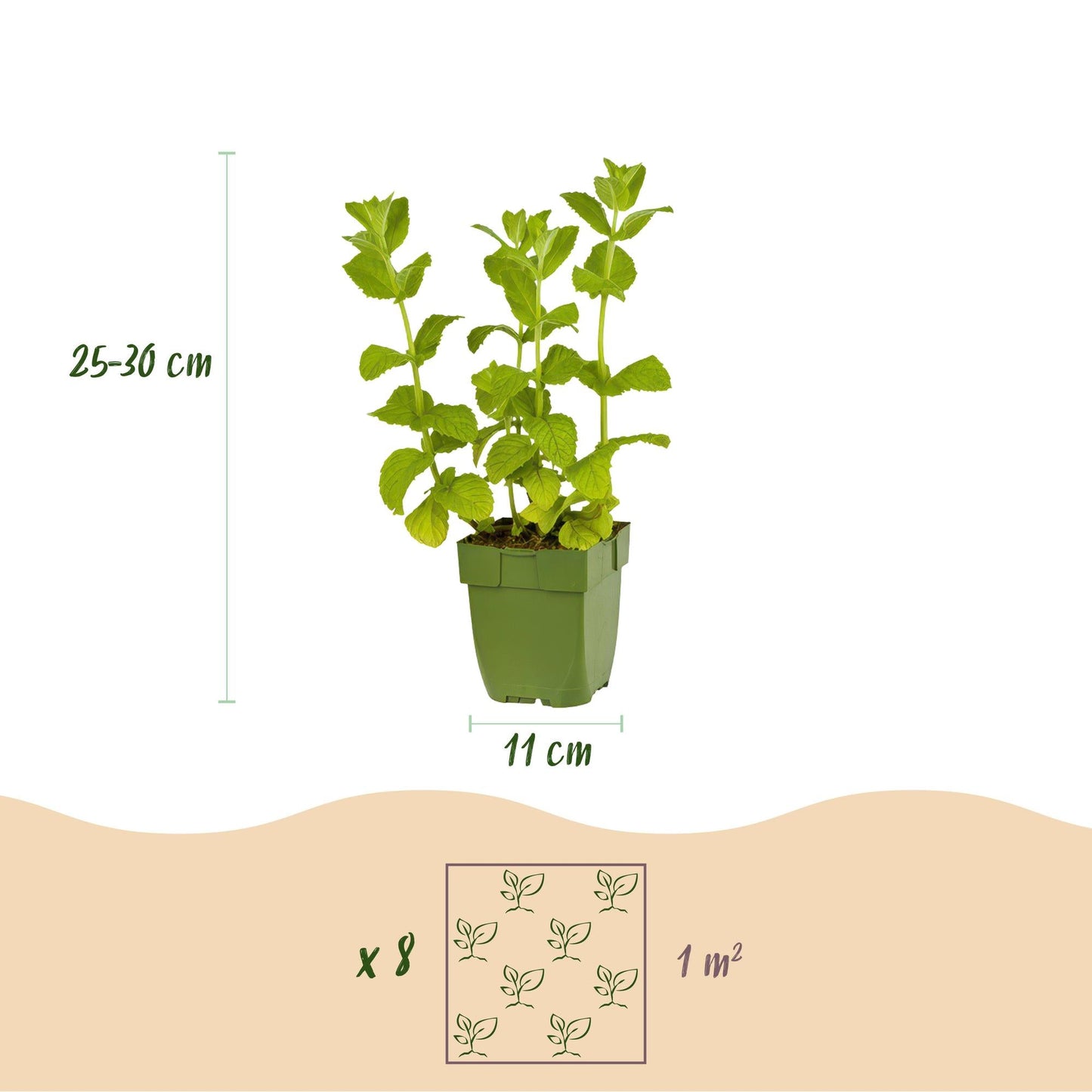 Staudenset „Teekräuter“ – 8 aromatische Kräuterstauden für ca. 1 m² – Für frischen Kräutertee aus dem eigenen Garten – Pflegeleichtes Kräuterpaket – Ø11 cm 