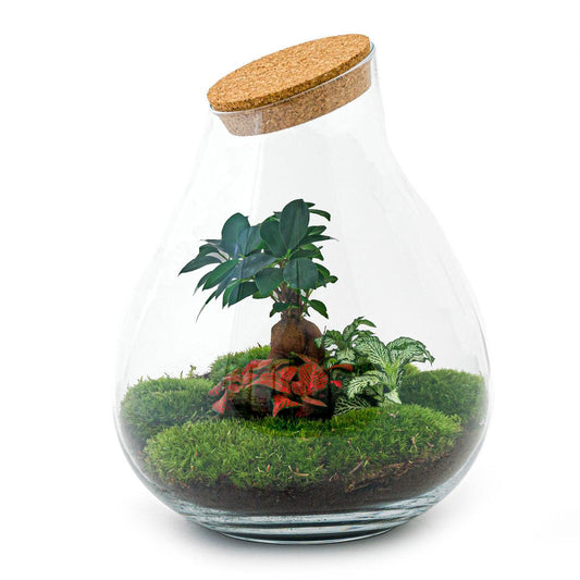 Flaschengarten - DIY Bausatz - Terrarium - Drop XL - ↕37cm