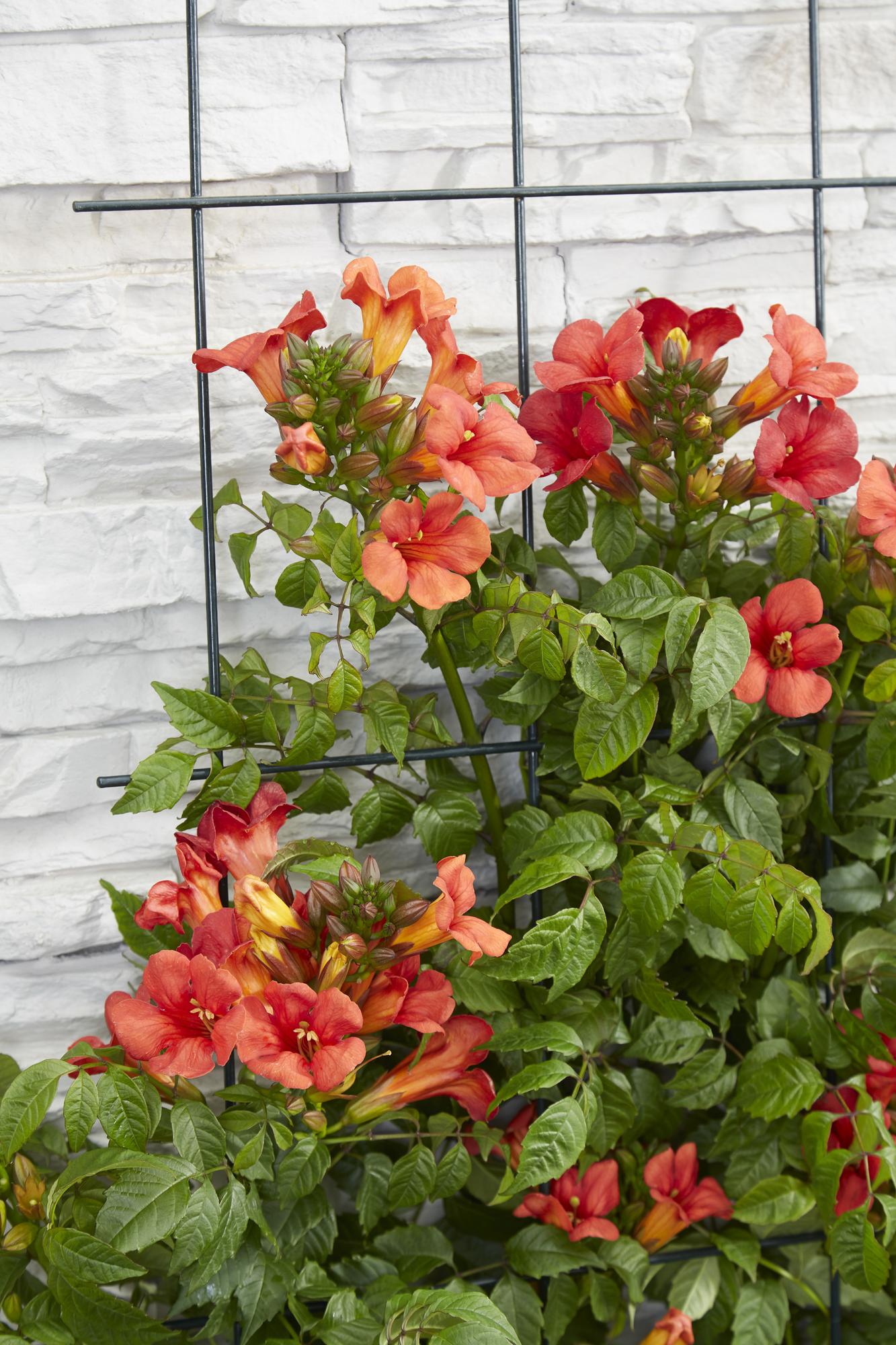 Trompetenblume - Campsis Summer Jazz 'Fire Trumpet' - ↨65cm - Ø15cm - 2 Stück