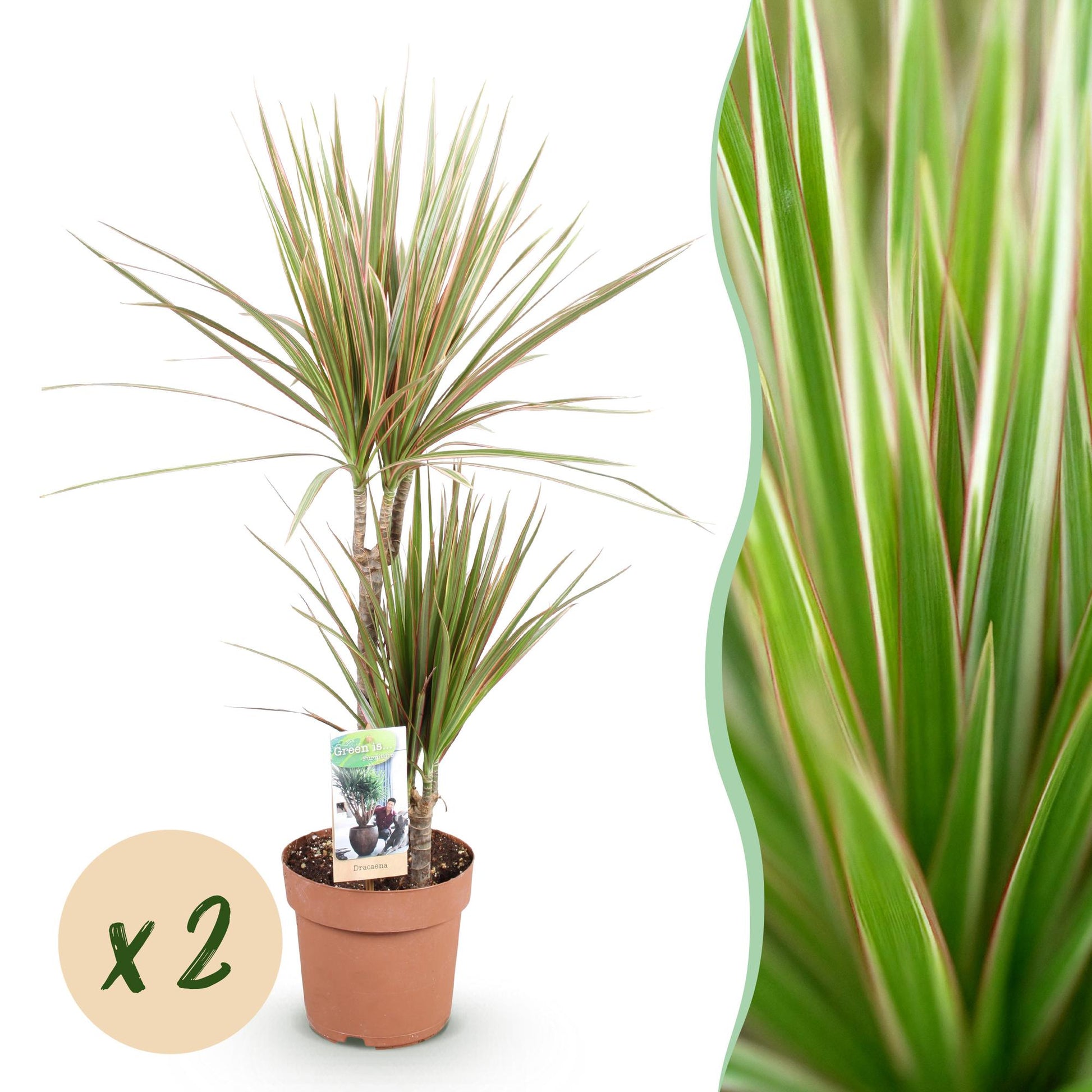 Green boutiQ - Zimmerpflanzen - Dracaena Marginata Bicolor - Drachenblutbaum - Wenig Pflege - Grün - Braun - 2 Pflanzen - Topf 17cm - Höhe 70-75cm 