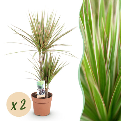 Green boutiQ - Zimmerpflanzen - Dracaena Marginata Bicolor - Drachenblutbaum - Wenig Pflege - Grün - Braun - 2 Pflanzen - Topf 17cm - Höhe 70-75cm 