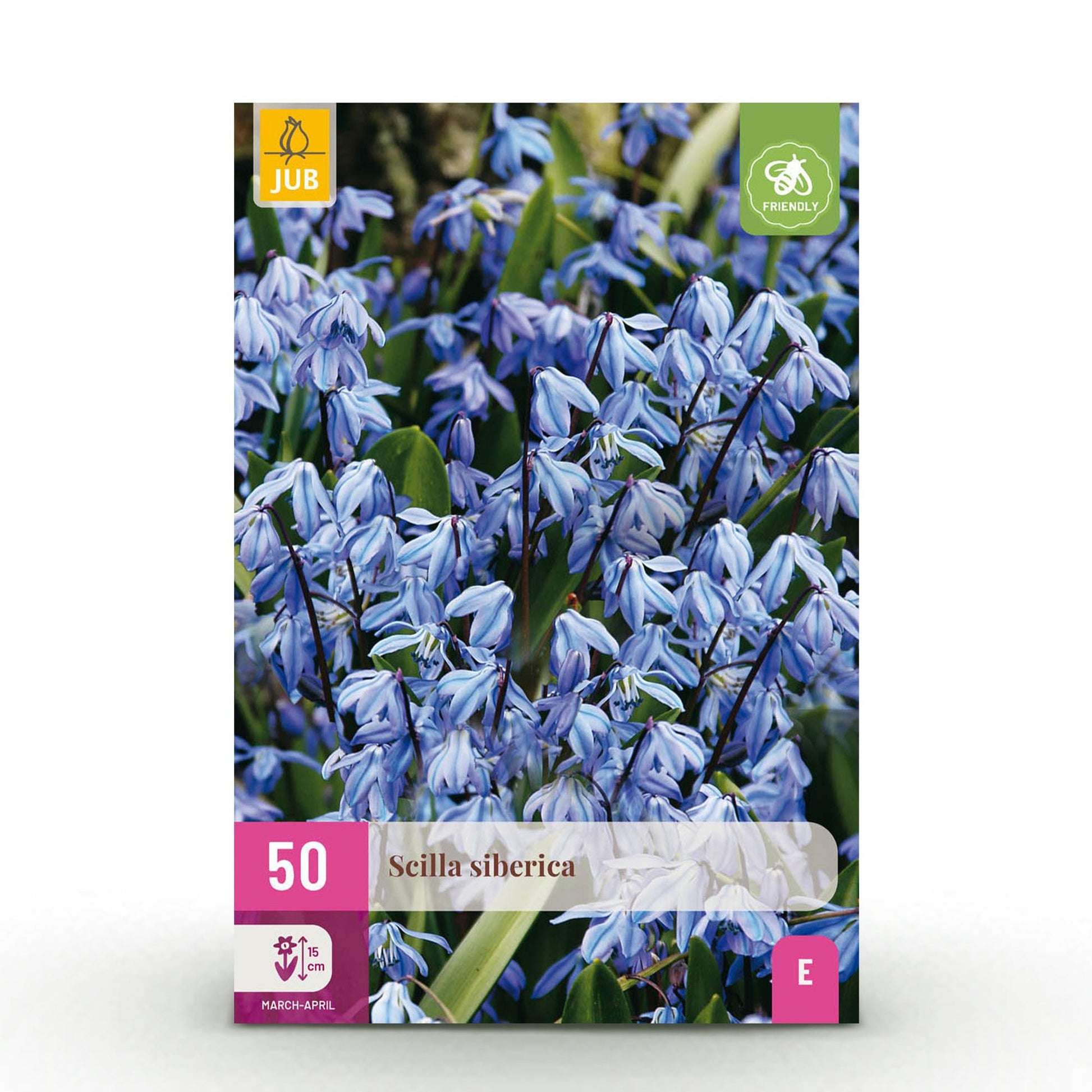 GreenboutiQ - Blumenzwiebeln - Scilla Siberica - Farbe Lila - 50 Stück - Zwiebelgröße 7/8 - XXL Pack 