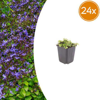 Polster-Glockenblume Campanula poscharskyana – 24 Pflanzen – 10-25cm – Ø9cm – Winterharte Bodendecker Staude – Blühpflanze für Mauer, Beet & Balkon