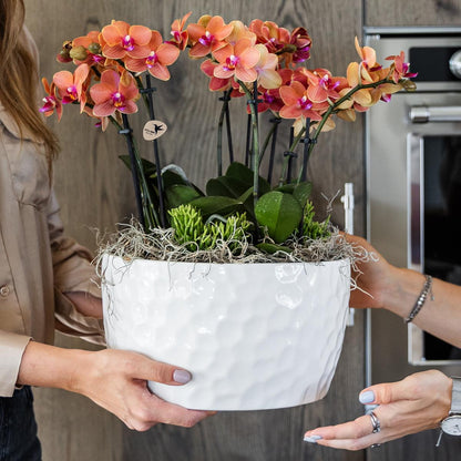 Kolibri Orchids | orangefarbenes Pflanzenset in Honigschale inkl. Wasserreservoir | drei orangefarbene Orchideen Bozen 9cm und drei Grünpflanzen | Dschungelstrauß orange mit autarkem Wasserreservoir 