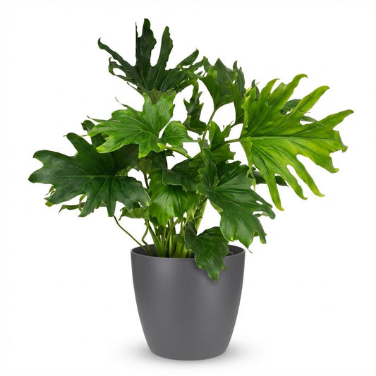 Green boutiQ - Zimmerpflanze - Philodendron - Philodendron Lickety Split - Grün - Pflegeleicht - 1 Pflanze - mit Topf Grau - Topf 19cm - Höhe 70cm 