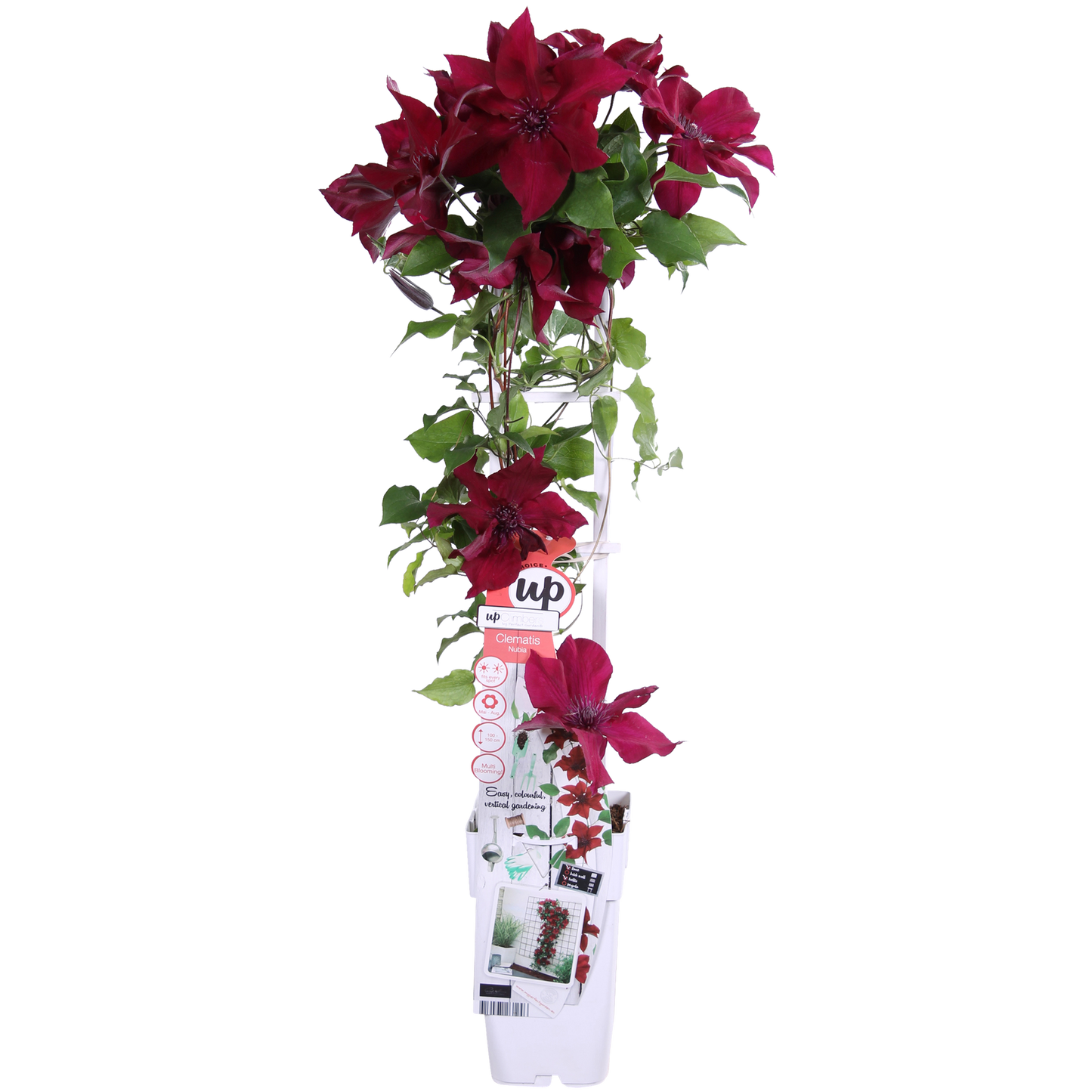 Waldrebe - Clematis Nubia - Clematis Evison Rot - Ø15cm - ↕65cm