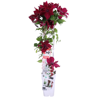 Waldrebe - Clematis Nubia - Clematis Evison Rot - Ø15cm - ↕65cm