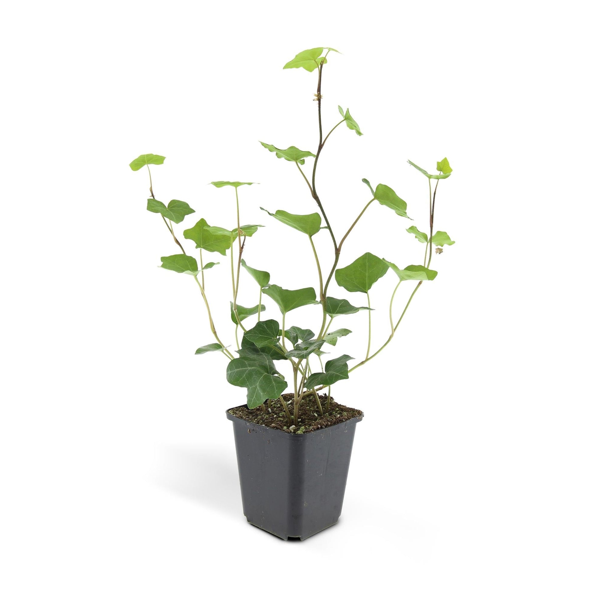 Hedera hibernica – Irischer Efeu – 24 Pflanzen – ↕10–25cm – Ø9cm – Immergrüner Kletter- & Bodendecker – Pflegeleicht & winterhart – Für Hecken, Sichtschutz & Begrünung 