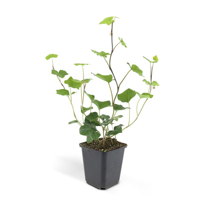 Hedera hibernica – Irischer Efeu – 24 Pflanzen – ↕10–25cm – Ø9cm – Immergrüner Kletter- & Bodendecker – Pflegeleicht & winterhart – Für Hecken, Sichtschutz & Begrünung 