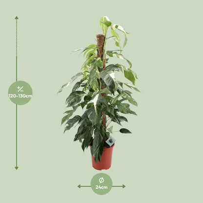 Efeutute - Epipremnum Pinnatum Albo Variegata - Zimmerpflanze - Ø24cm - ↕125cm