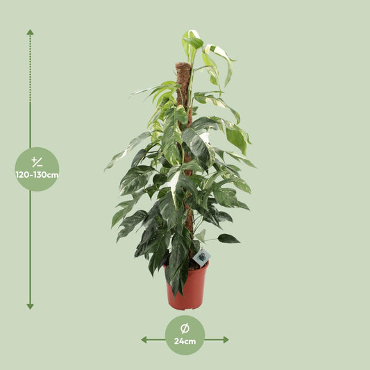 Efeutute - Epipremnum Pinnatum Albo Variegata - Zimmerpflanze - Ø24cm - ↕125cm