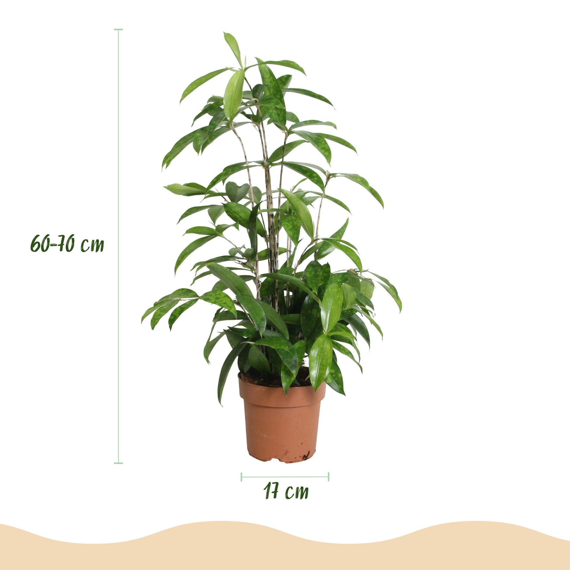 Green boutiQ - Zimmerpflanzen - Dracaena surculosa - Drachenbaum - Wenig Pflege - Grün - 2 Pflanzen - Topf 17cm - Höhe 60-70cm 