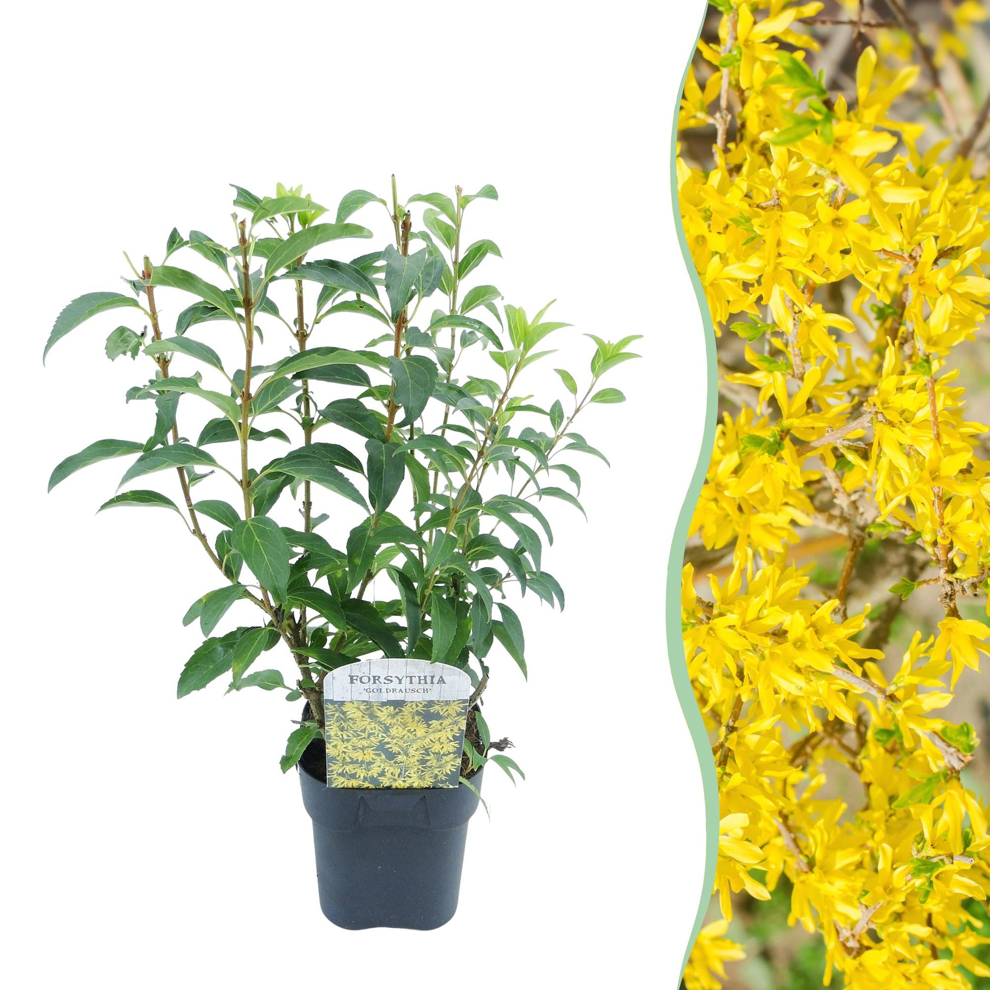 GreenboutiQ - Sträucher - Forsythia intermedia Goldrauch - Blüte Gelb - 1 Pflanze - Laubabwerfend - Wenig Pflege - Topf 17cm Höhe 45cm 