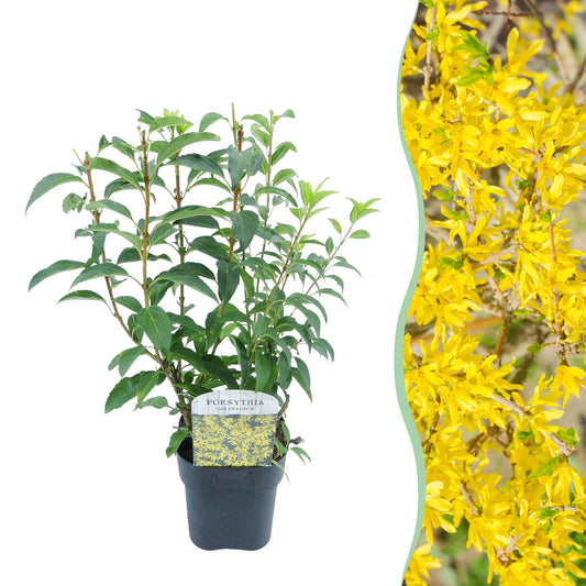 GreenboutiQ - Sträucher - Forsythia intermedia Goldrauch - Blüte Gelb - 1 Pflanze - Laubabwerfend - Wenig Pflege - Topf 17cm Höhe 45cm 
