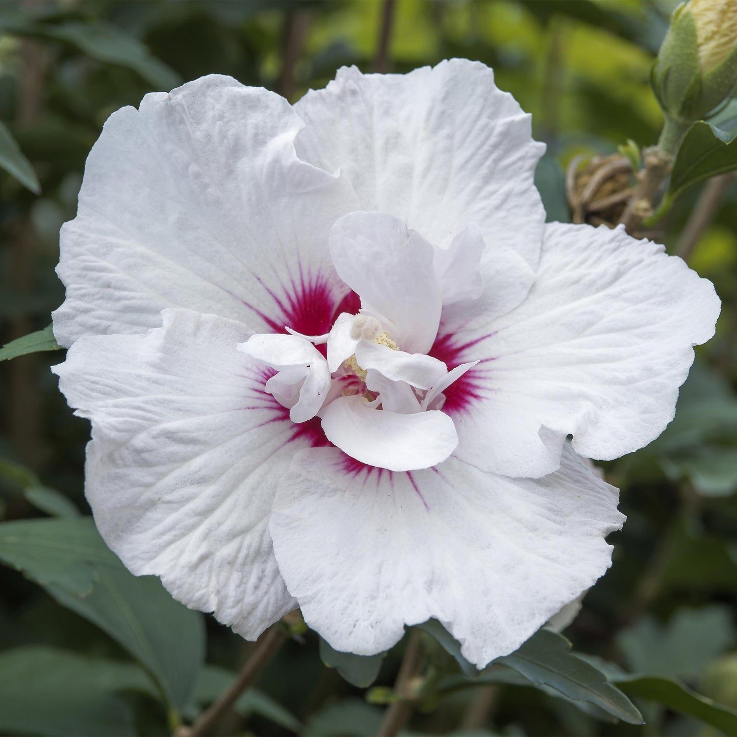Hibiscus syriacus Starburst Chiffon – Blühende Stamm-Pflanze mit cremeweißen Blüten – Laubabwerfend & pflegeleicht – Ø19 cm – Höhe ca. 90 cm – Für Terrasse & Balkon 