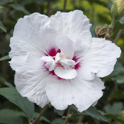 Hibiscus syriacus Starburst Chiffon – Blühende Stamm-Pflanze mit cremeweißen Blüten – Laubabwerfend & pflegeleicht – Ø19 cm – Höhe ca. 90 cm – Für Terrasse & Balkon 