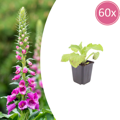 Digitalis purpurea – 60 Pflanzen Roter Fingerhut – 10-25cm – Ø9cm – Winterharte Staude für Garten & Beet – Bienenfreundliche Blühpflanze – Großpack im Topf