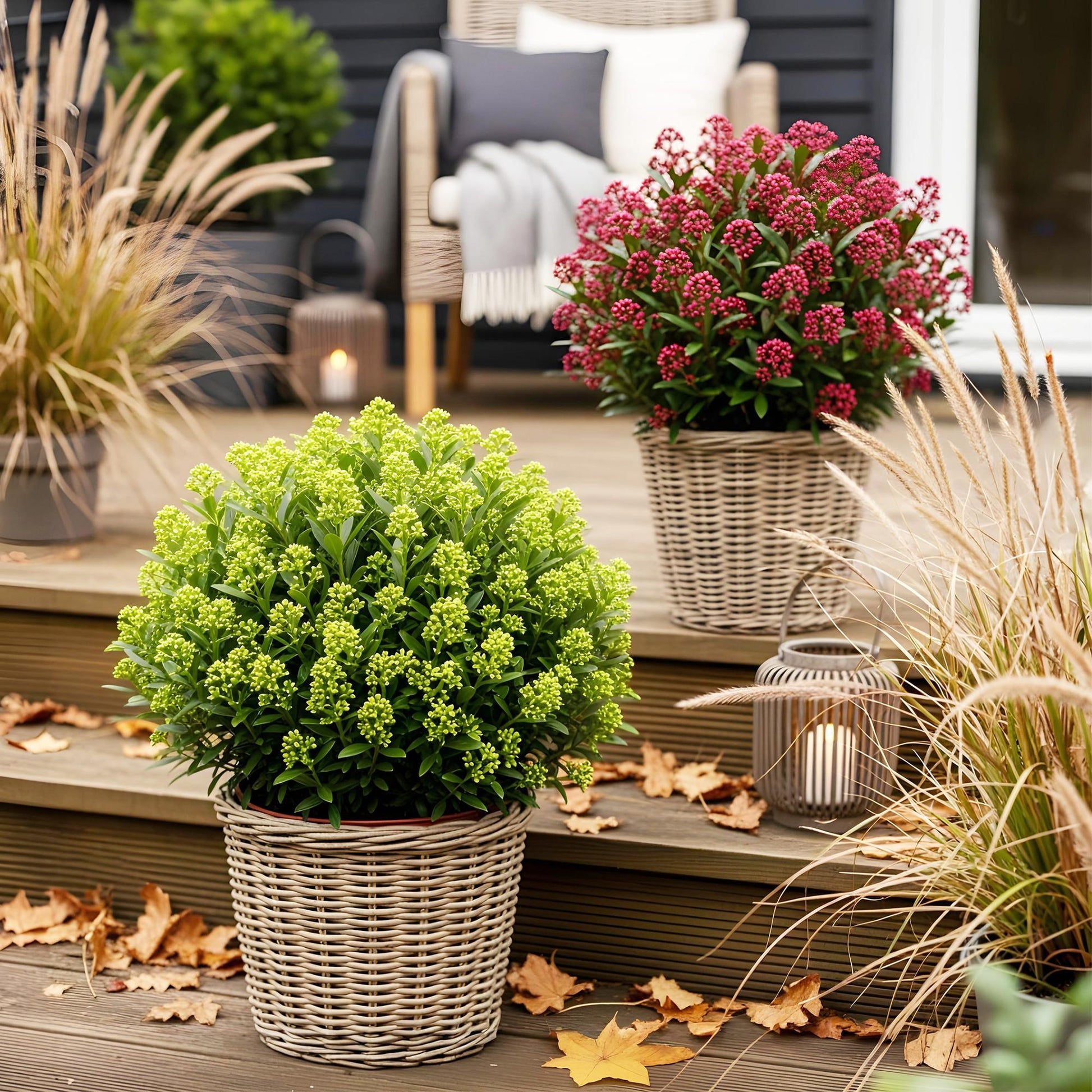 GreenboutiQ - Terrassenpflanze - Skimmia japonica Duo - Blüte Weiß & Rot - 15+ Blumen - 2 Pflanzen - Winterhart - Topf 15cm Höhe 30cm 