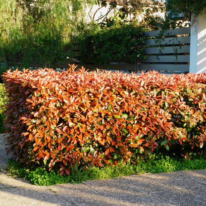 GreenboutiQ - Heckenpflanzen - Photinia Little Red Robin - Blatt Rot - 8 Pflanzen - 1 Laufmeter - Immergrün - Topf 9cm Höhe 30-35cm 