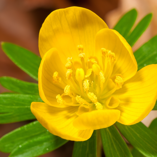 Akonitenknollen Winterakonit – 30 Blumenzwiebeln – ↕5-10cm – leuchtend gelbe Frühblüher – ideal für Beete, Rasenflächen & unter Gehölzen – bienenfreundlich & mehrjährig 