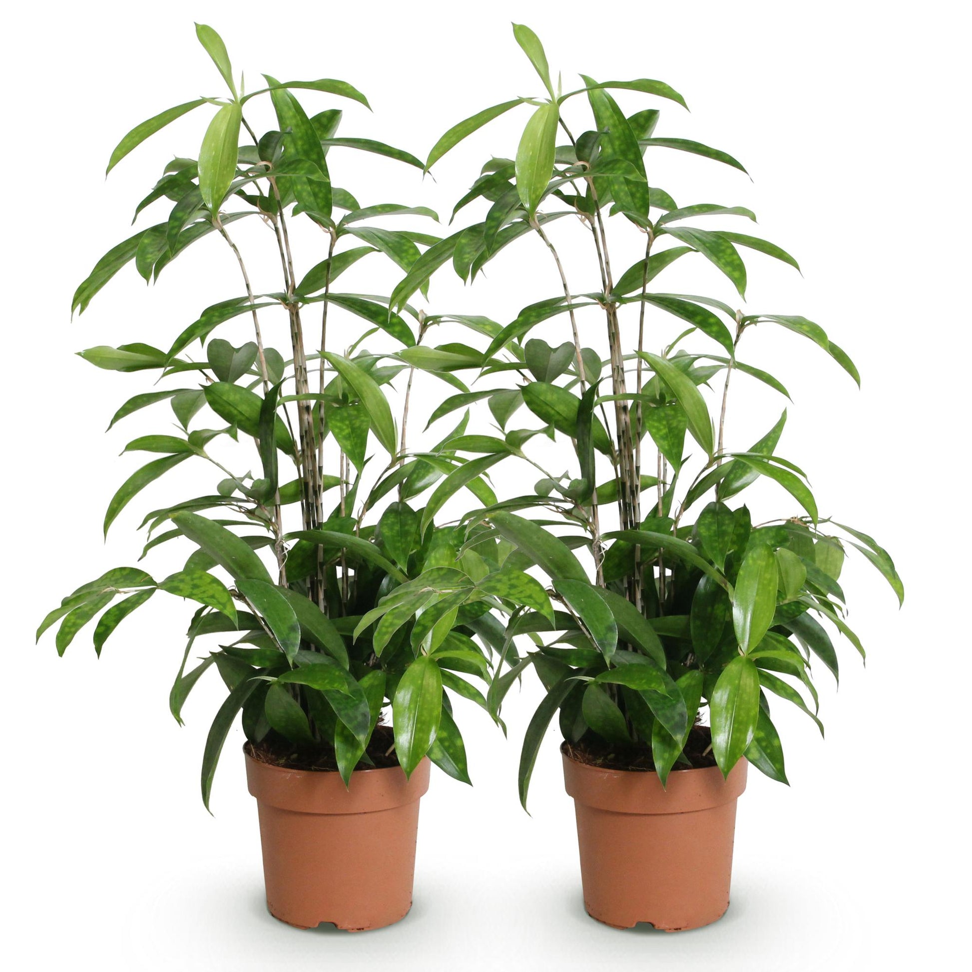 Green boutiQ - Zimmerpflanzen - Dracaena surculosa - Drachenbaum - Wenig Pflege - Grün - 2 Pflanzen - Topf 17cm - Höhe 60-70cm 