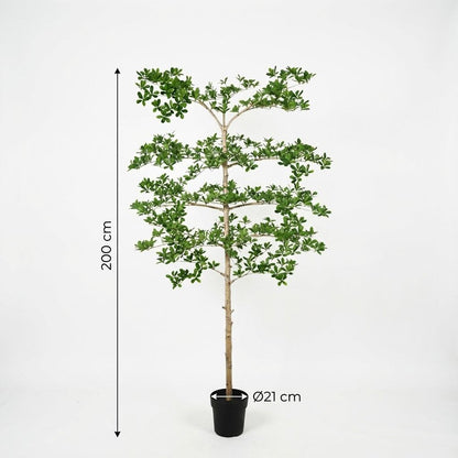 Bucida Kunstpflanze 200cm – Große Designer Deko Baum Pflanze – Pflegefreie Zimmerpflanze für Wohnzimmer Büro & Empfangsbereich